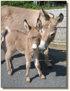 Click photo of miniature donkey to enlarge image