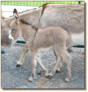 Click photo of miniature donkey to enlarge image