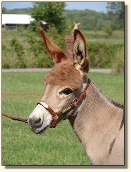 Wit's End Miss El-Leigh