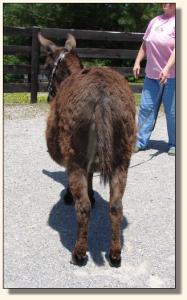 Click photo to enlarge image of miniature donkey
