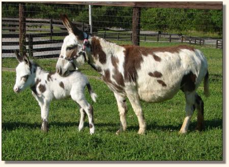 Click photo to miniature donkey to enlarge image