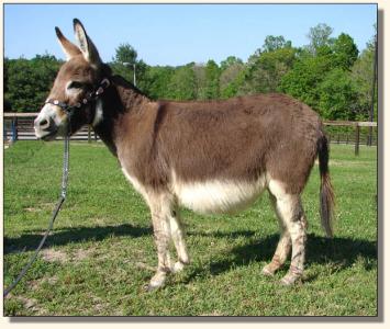 Click photo of miniature donkey to enlarge image