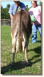 Click photo of miniature donkey to enlarge image
