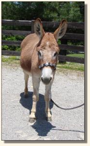 Click photo of miniature donkey to enlarge image