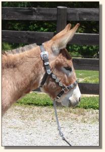Click photo of miniature donkey to enlarge image