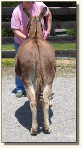 Click photo of miniature donkey to enlarge image