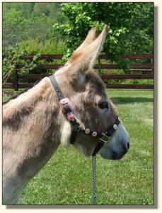 Click photo of miniature donkey to enlarge image