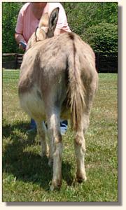 Click photo of miniature donkey to enlarge image