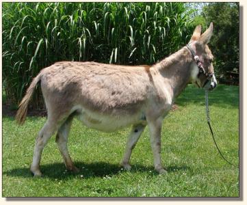 Click photo of miniature donkey to enlarge image