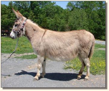 Click photo of miniature donkey to enlarge image