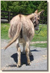 Click photo of miniature donkey to enlarge image