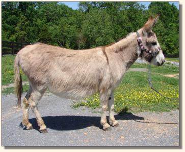 Click photo of miniature donkey to enlarge image