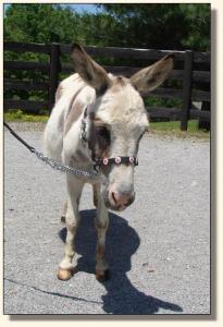 Click photo of miniature donkey to enlarge image