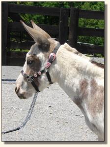 Click photo of miniature donkey to enlarge image