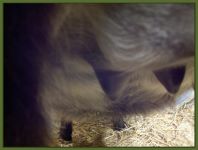 Raven's teats and bag on Christmas evening at 3pm!