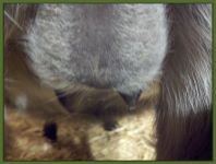 Raven's teats and bag on Christmas evening at 3pm!