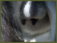 Raven's teats and bag on 12/18/10