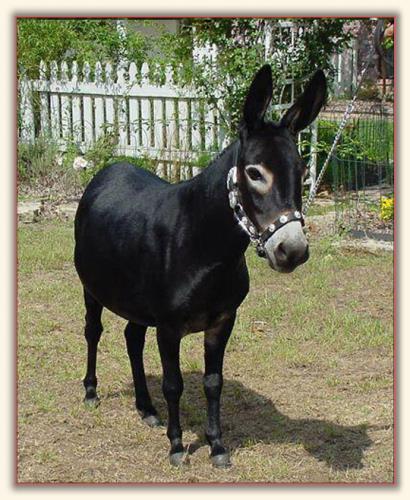 Short & Sweet Raven's Fire