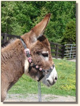 Click photo  of miniature donkey to enlarge image