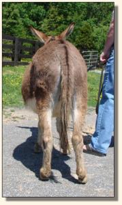 Click photo  of miniature donkey to enlarge image