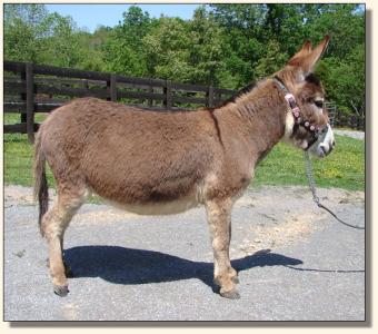 Click photo  of miniature donkey to enlarge image