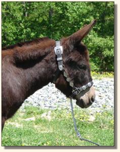 Click photo of miniature donkey to enlarge image
