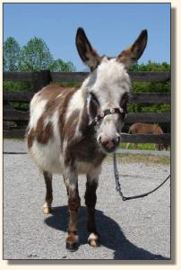 Click photo of miniature donkey to enlarge image