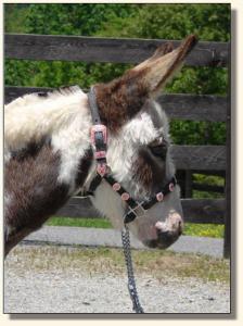 Click photo of miniature donkey to enlarge image