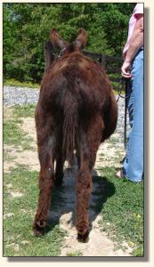 Click photo to enlarge image of miniature donkey