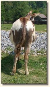 Click photo of miniature donkey to enlarge image