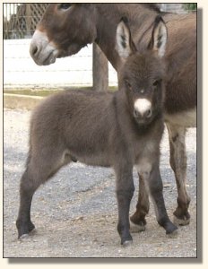 Click photo to enlarge