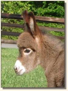 Click image of miniature donkey to enlarge