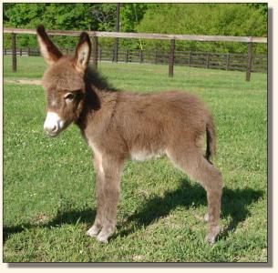 Click image of miniature donkey to enlarge
