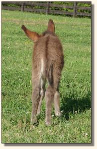 Click image of miniature donkey to enlarge