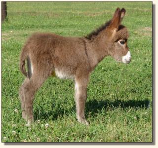 Click image of miniature donkey to enlarge