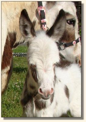 Click photo of miniature donkey to enlarge image