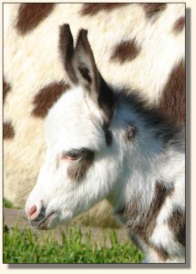 Click photo of miniature donkey to enlarge image