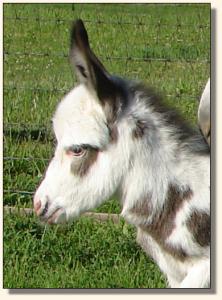 Click photo of miniature donkey to enlarge image