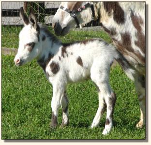 Click photo of miniature donkey to enlarge image