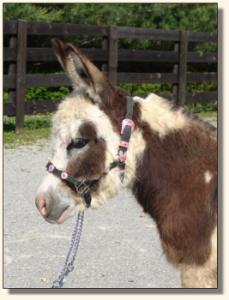 Click photo of miniature donkey to enlarge image