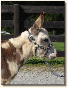 Click photo of miniature donkey to enlarge image