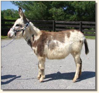 Click photo of miniature donkey to enlarge image