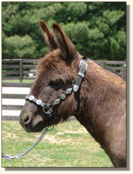 Click photo of miniature donkey to enlarge image