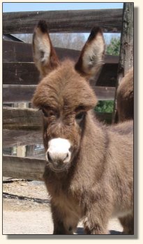 Click photo to enlarge image