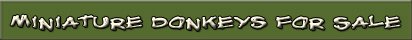Miniature Donkeys For Sale