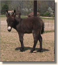 Wits End Sweet Abilene