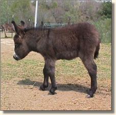 Wits End Sweet Abilene