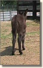 Wits End Sweet Abilene