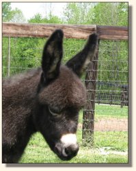 Wit's End Ahh-Cappella 2 days old