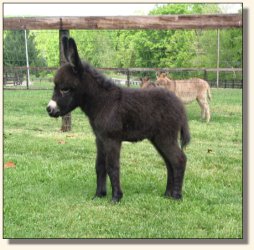 Wit's End Ahh-Cappella 2 days old